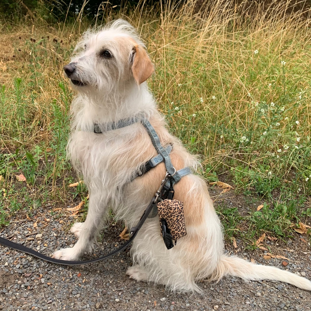 Mini-Tasche für Hundekotbeutel – Holo Rainbow Silber