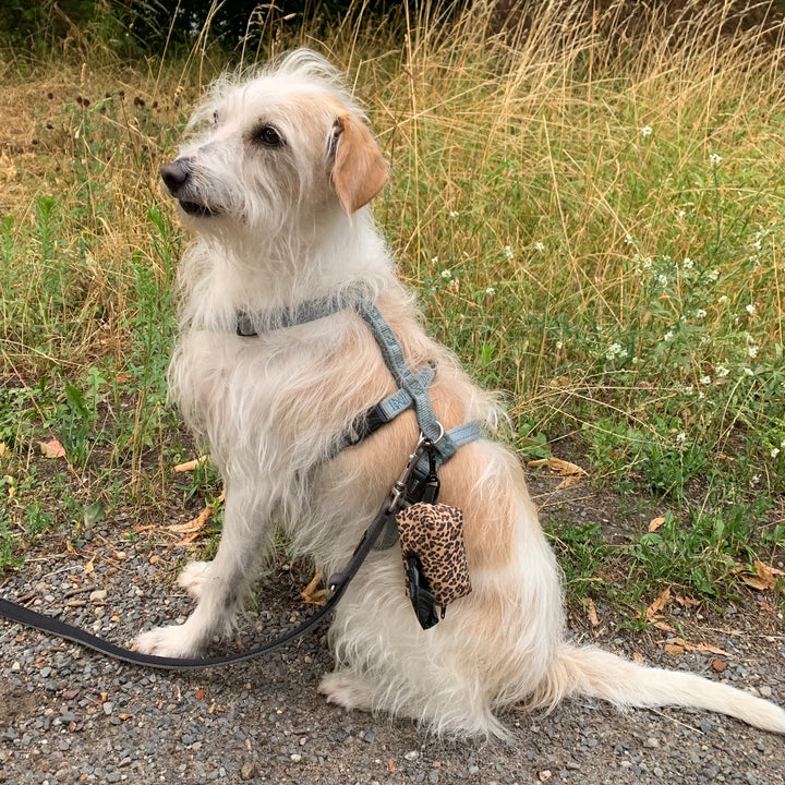 Mini-Tasche für Hundekotbeutel – Holo Rainbow Silber
